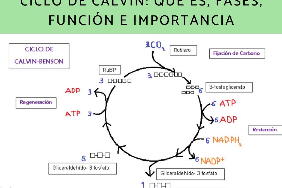 Ciclo de Calvin Fases, Función e Importancia Todo lo que debes saber