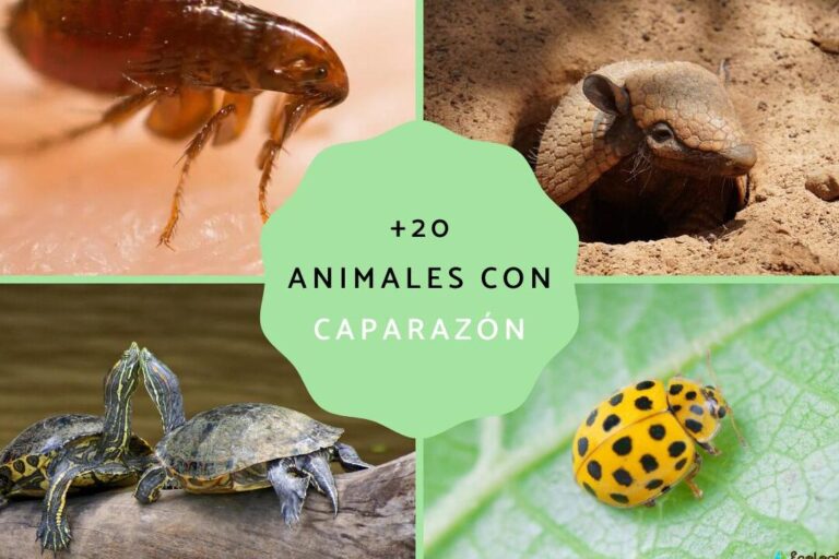 Descubre los fascinantes animales con caparazón: ¡Una increíble ...