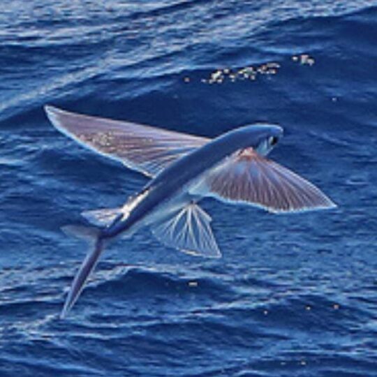 peces-voladores-donde-viven-especies-curiosidades-e-imagenes