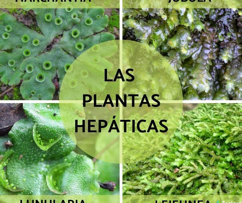 Plantas hepáticas características, tipos y ejemplos Guía completa