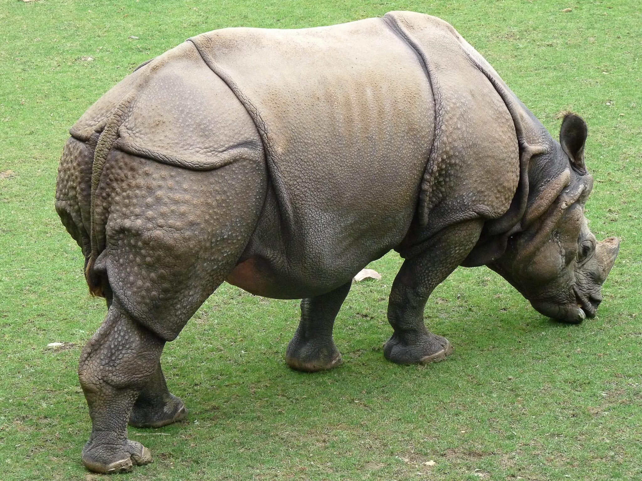 Rinoceronte de Java: ¿Por qué está en peligro de extinción? - eco360